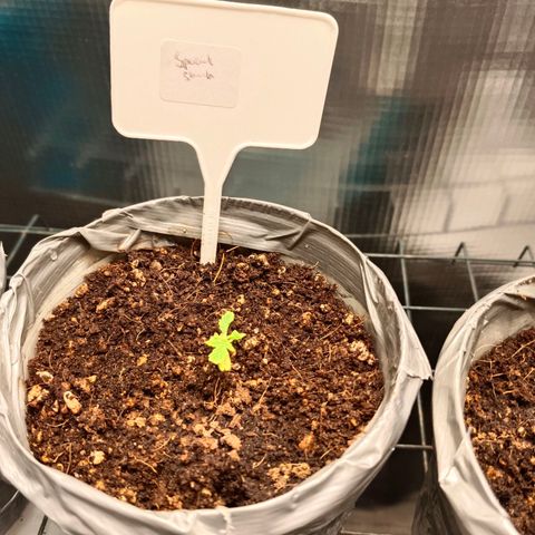 Special Skunk - Bulk seed bank growlog timeline photo
