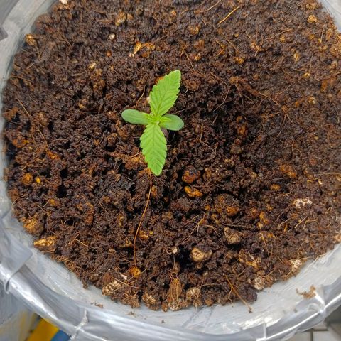 Mimosa x Orange Punch #1 growlog timeline photo