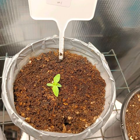 Mimosa x Orange Punch #1 growlog timeline photo