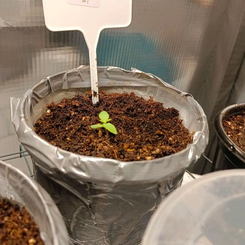 Mimosa x Orange Punch #1 growlog timeline photo