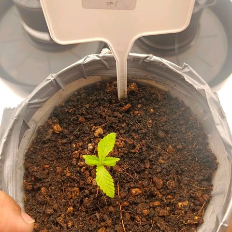 Mimosa x Orange Punch #1 growlog timeline photo