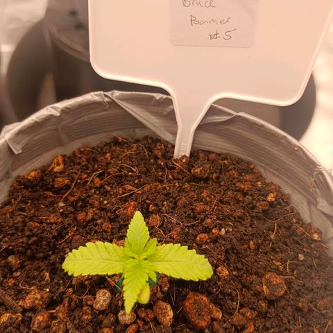 Bruce Banner #5 growlog timeline photo