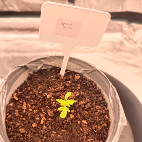 Special Skunk - Bulk seed bank growlog timeline photo