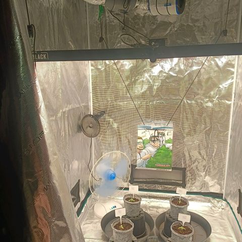 Bruce Banner #5 growlog timeline photo