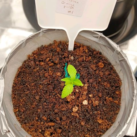 Mimosa x Orange Punch #1 growlog timeline photo
