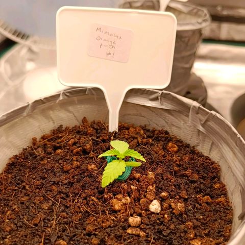 Mimosa x Orange Punch #1 growlog timeline photo