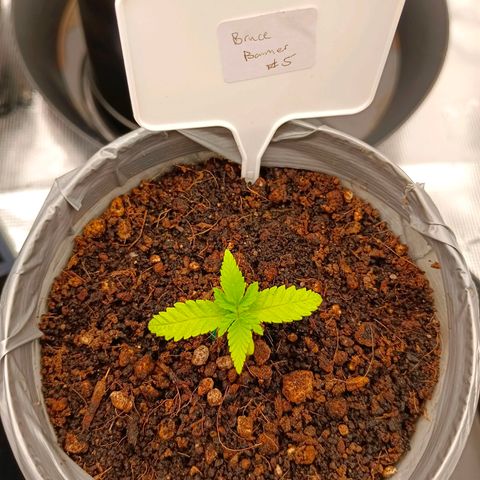 Bruce Banner #5 growlog timeline photo