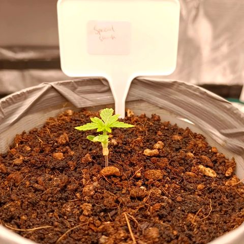 Special Skunk - Bulk seed bank growlog timeline photo