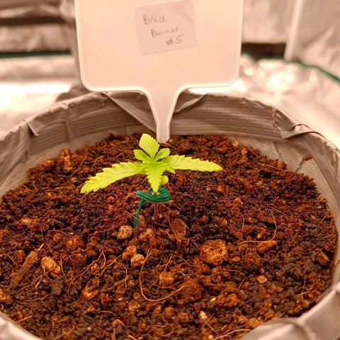 Bruce Banner #5 growlog timeline photo