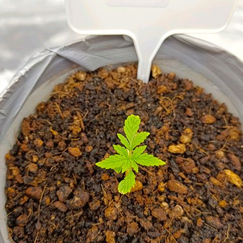 Special Skunk - Bulk seed bank growlog timeline photo
