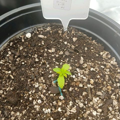 Mimosa x Orange Punch #1 growlog timeline photo