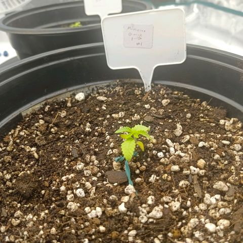 Mimosa x Orange Punch #1 growlog timeline photo