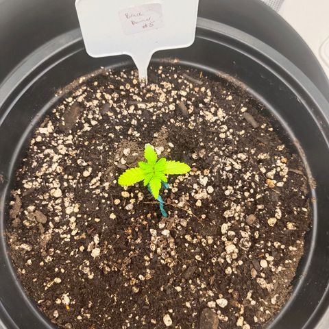 Bruce Banner #5 growlog timeline photo