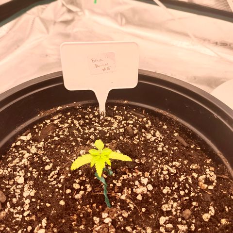 Bruce Banner #5 growlog timeline photo