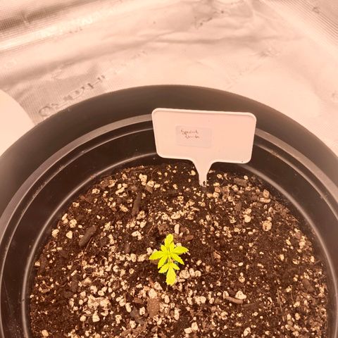 Special Skunk - Bulk seed bank growlog timeline photo