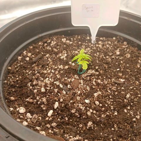 Special Skunk - Bulk seed bank growlog timeline photo