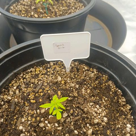 Special Skunk - Bulk seed bank growlog timeline photo