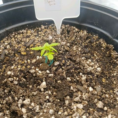 Special Skunk - Bulk seed bank growlog timeline photo