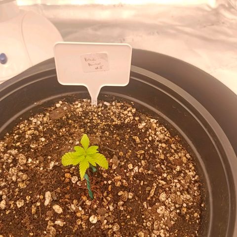 Bruce Banner #5 growlog timeline photo