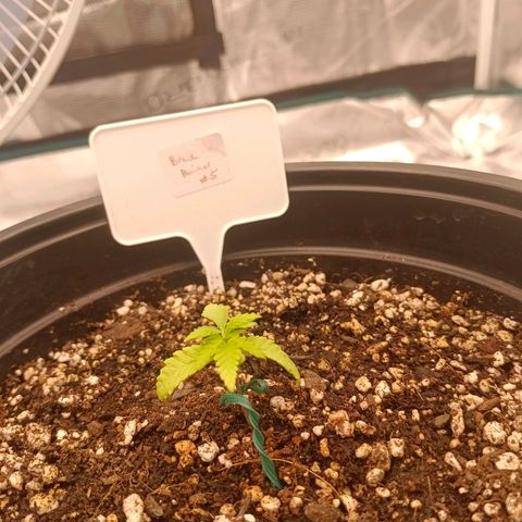Bruce Banner #5 growlog timeline photo