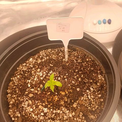 Mimosa x Orange Punch #1 growlog timeline photo