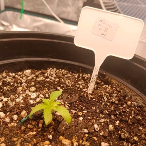 Mimosa x Orange Punch #1 growlog timeline photo