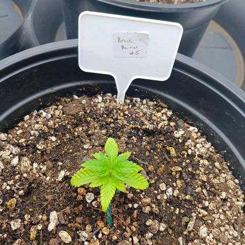 Bruce Banner #5 growlog timeline photo