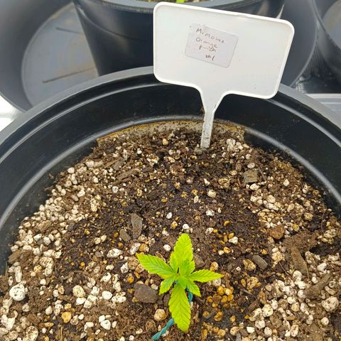 Mimosa x Orange Punch #1 growlog timeline photo