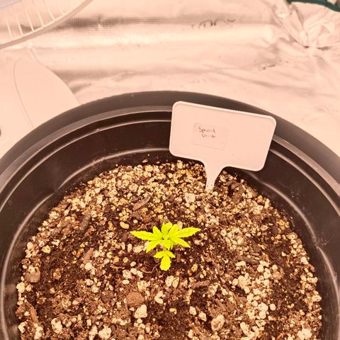 Special Skunk - Bulk seed bank growlog timeline photo