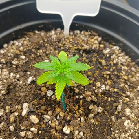 Bruce Banner #5 growlog timeline photo