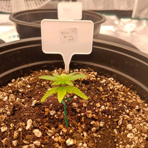 Bruce Banner #5 growlog timeline photo