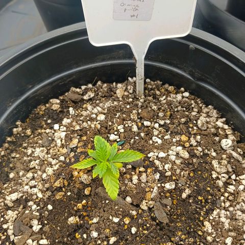 Mimosa x Orange Punch #1 growlog timeline photo