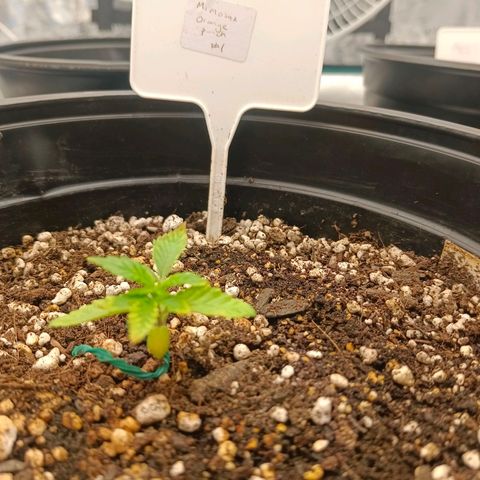 Mimosa x Orange Punch #1 growlog timeline photo
