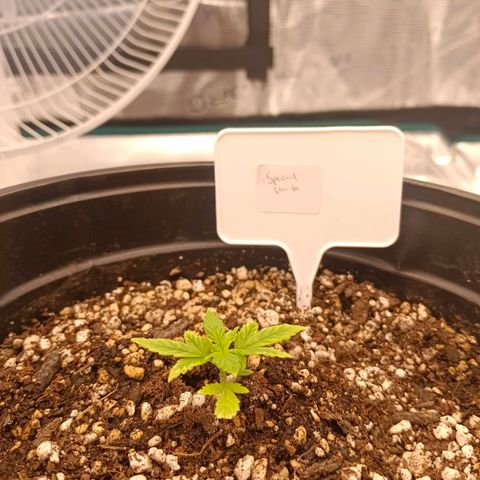 Special Skunk - Bulk seed bank growlog timeline photo