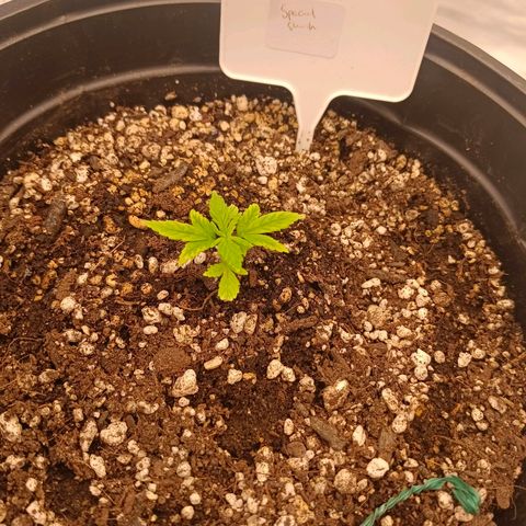 Special Skunk - Bulk seed bank growlog timeline photo