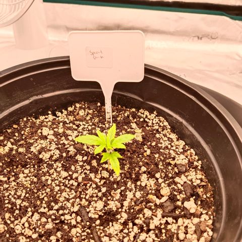 Special Skunk - Bulk seed bank growlog timeline photo