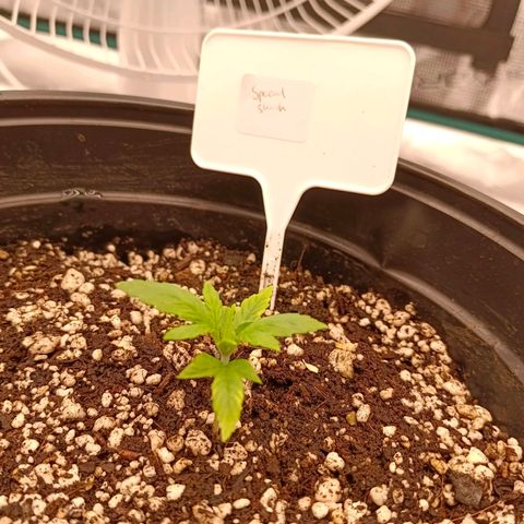 Special Skunk - Bulk seed bank growlog timeline photo