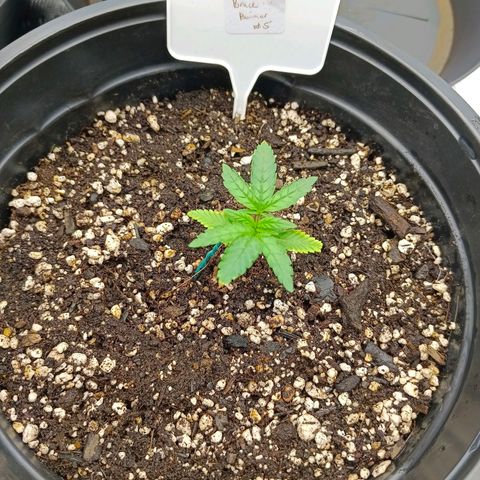 Bruce Banner #5 growlog timeline photo