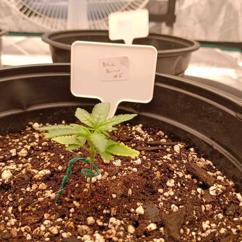 Bruce Banner #5 growlog timeline photo