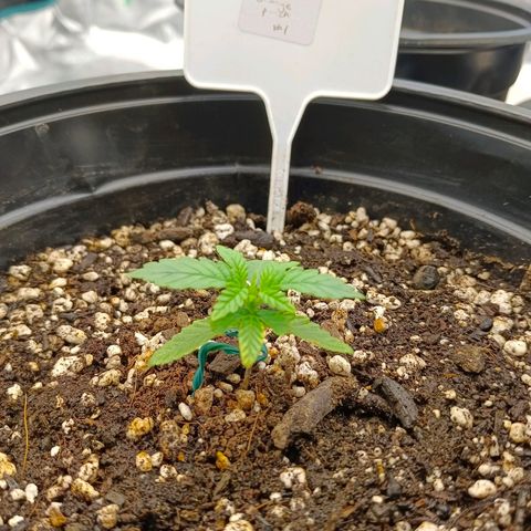 Mimosa x Orange Punch #1 growlog timeline photo