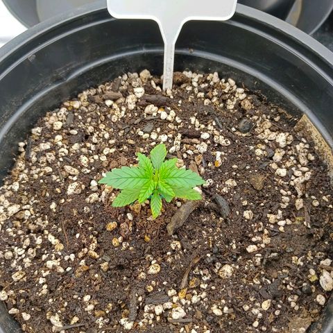 Mimosa x Orange Punch #1 growlog timeline photo