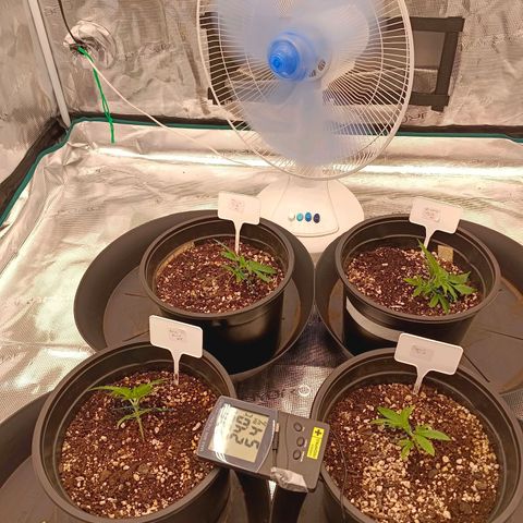 Bruce Banner #5 growlog timeline photo