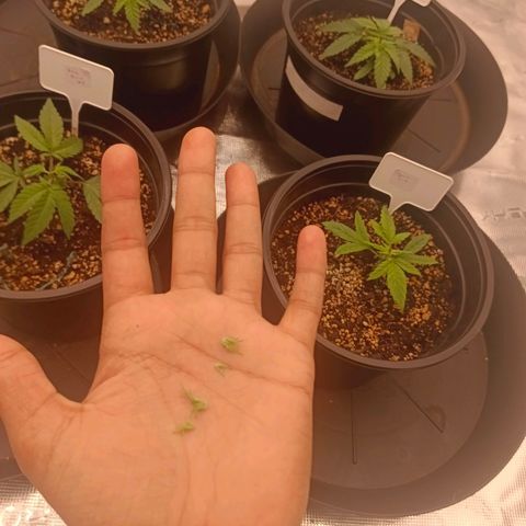 Bruce Banner #5 growlog timeline photo
