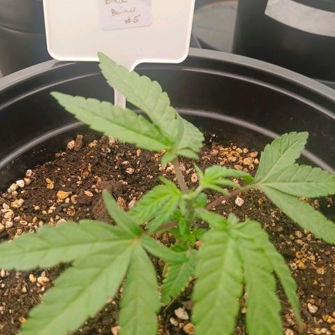 Bruce Banner #5 growlog timeline photo