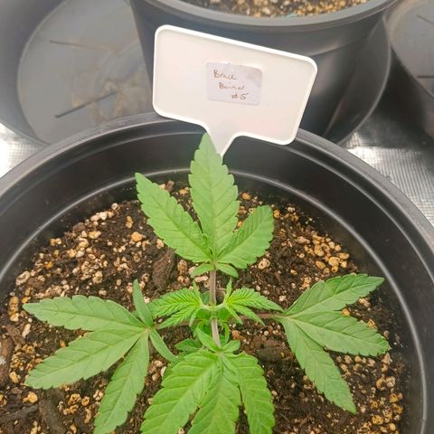Bruce Banner #5 growlog timeline photo