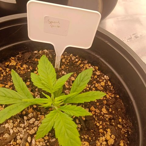 Special Skunk - Bulk seed bank growlog timeline photo
