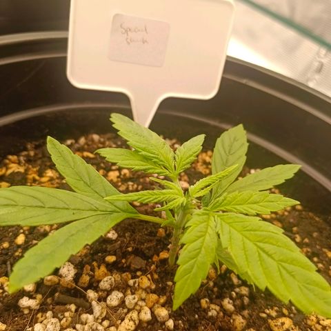 Special Skunk - Bulk seed bank growlog timeline photo