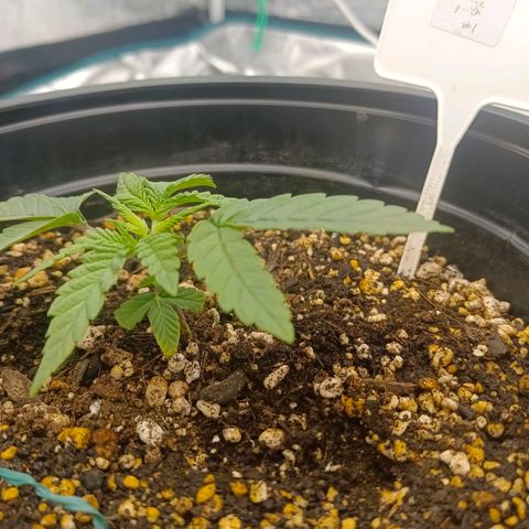Mimosa x Orange Punch #1 growlog timeline photo