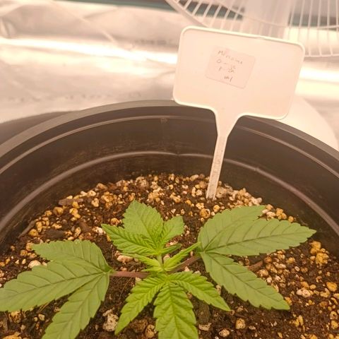 Mimosa x Orange Punch #1 growlog timeline photo
