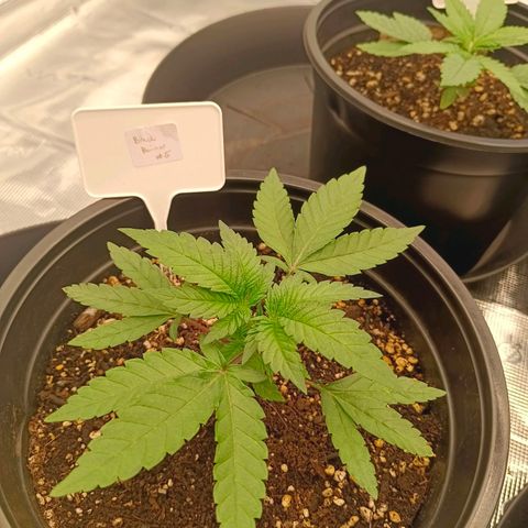 Bruce Banner #5 growlog timeline photo